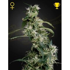Arjan's Ultra Haze 2, Фасовка: 1